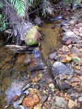 The remains of the wooden dam on the tributary to the Walmsley Stream